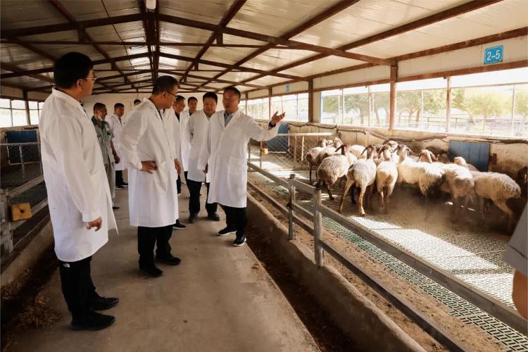 科技援疆结硕果 麦盖提多浪羊多胎分子育种取得重大进展