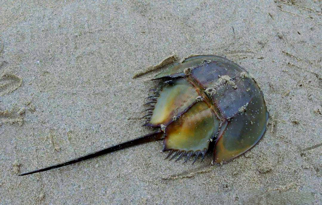 节肢动物的多样种类介绍