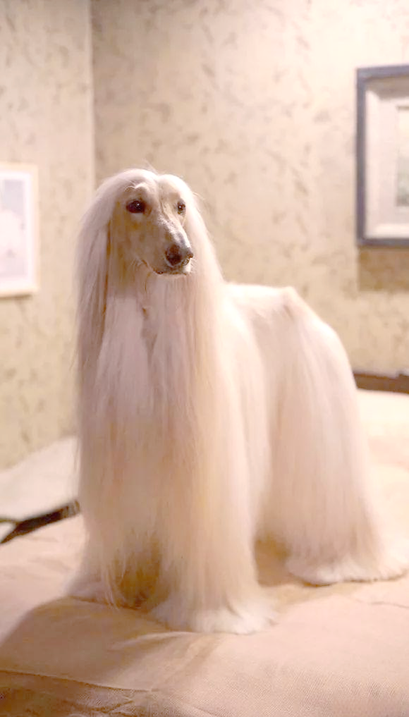 阿富汗猎犬:拥有古老血统与贵族气质的多样猎犬