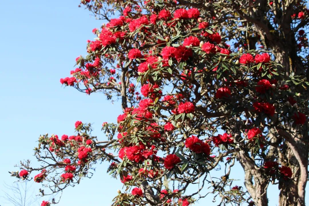 巍山断山花开正浪漫
