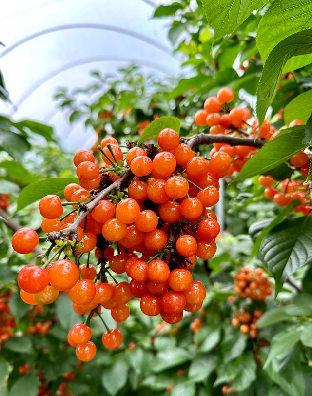 "绿葱葱,几颗樱桃叶底红":五月的樱桃园真的很美!