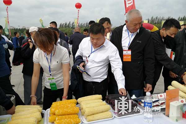 金秋时节玉见你 绥化市第四届鲜食玉米节举行