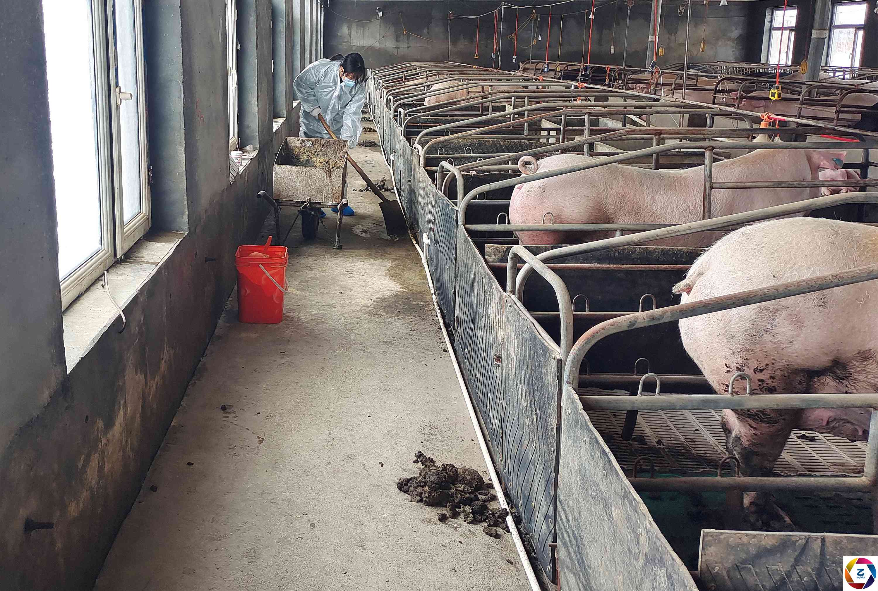 花季女孩为救弟弟,到养猪场兼职扫猪圈,父母看到视频后泣不成声