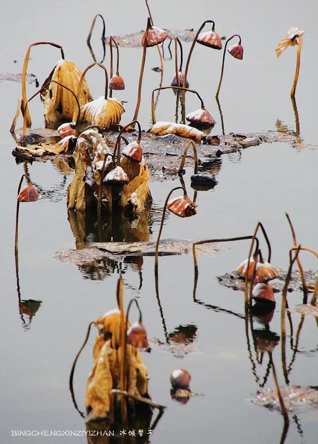 哈尔滨今天下了第一场雪,看看雪中残荷