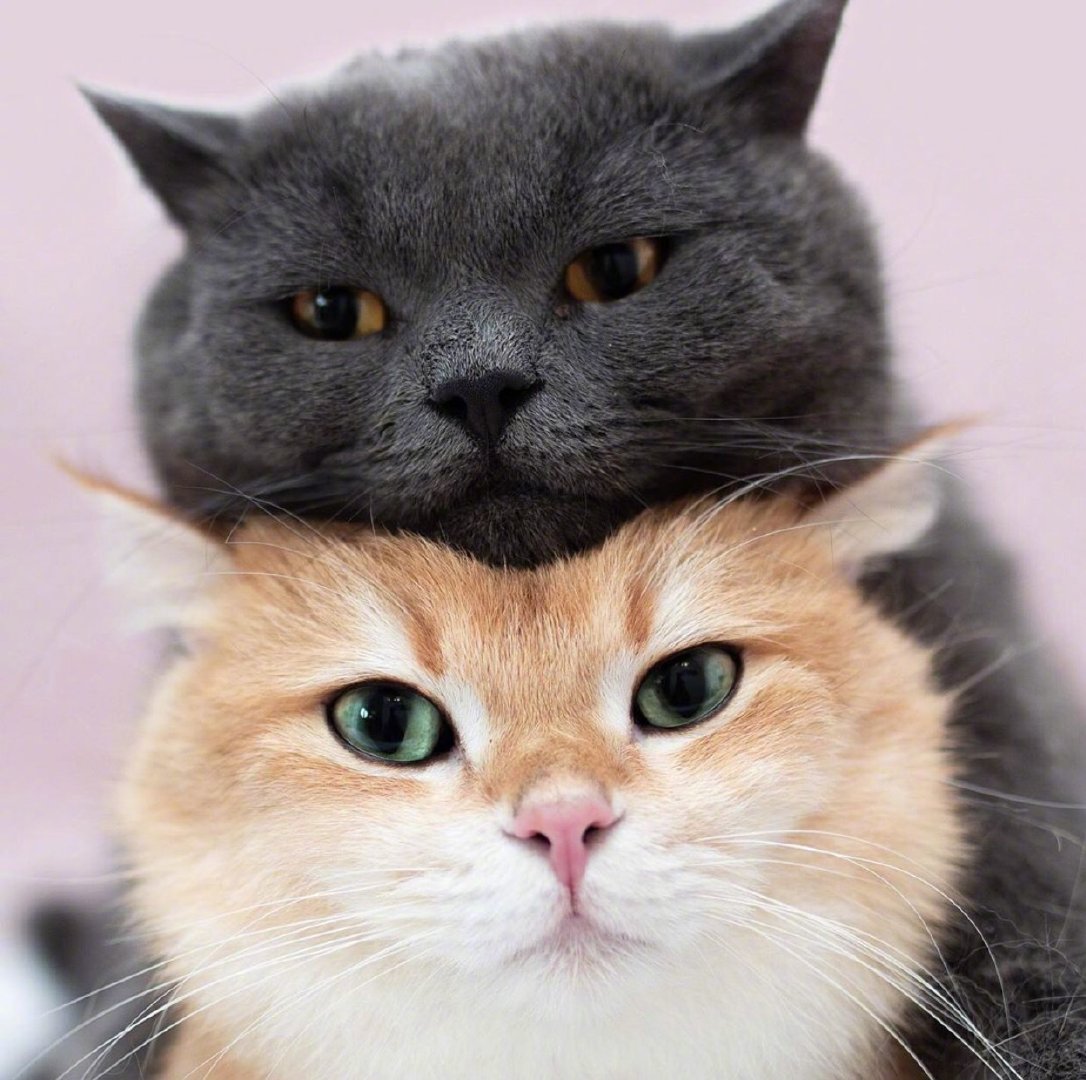 养猫从幼猫养起好吗?这样养猫咪,养得好还少花钱!