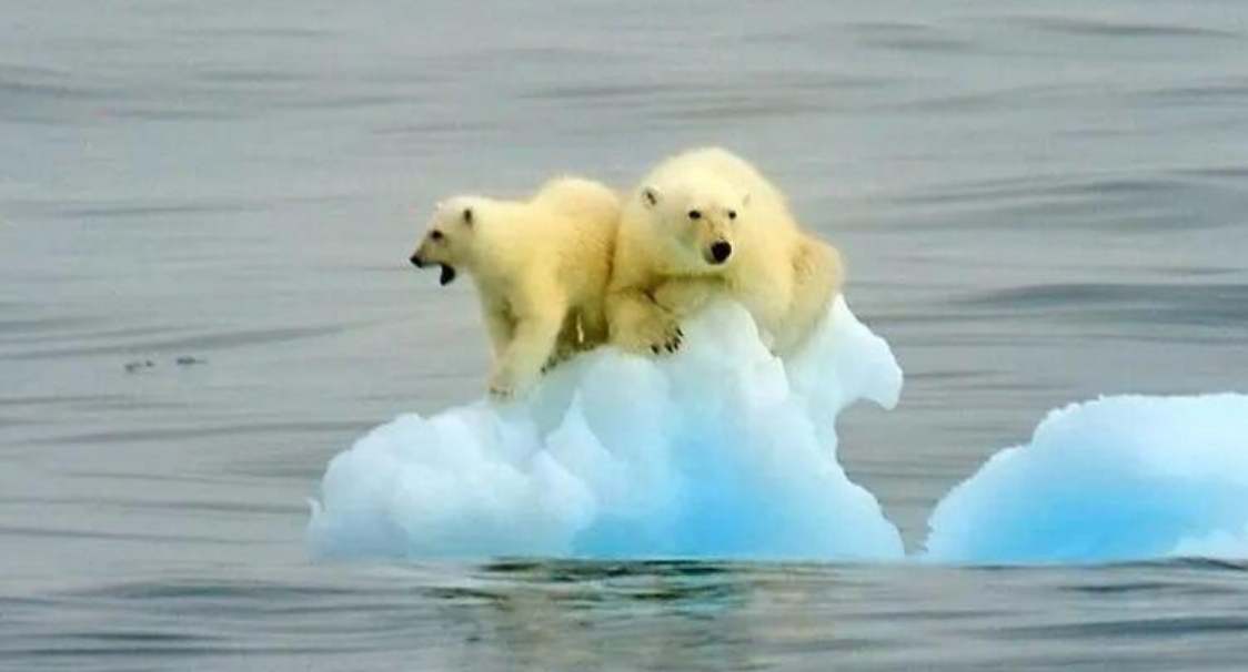 极为罕见!北极熊捕杀白鲸,不一会白鲸就被捕获