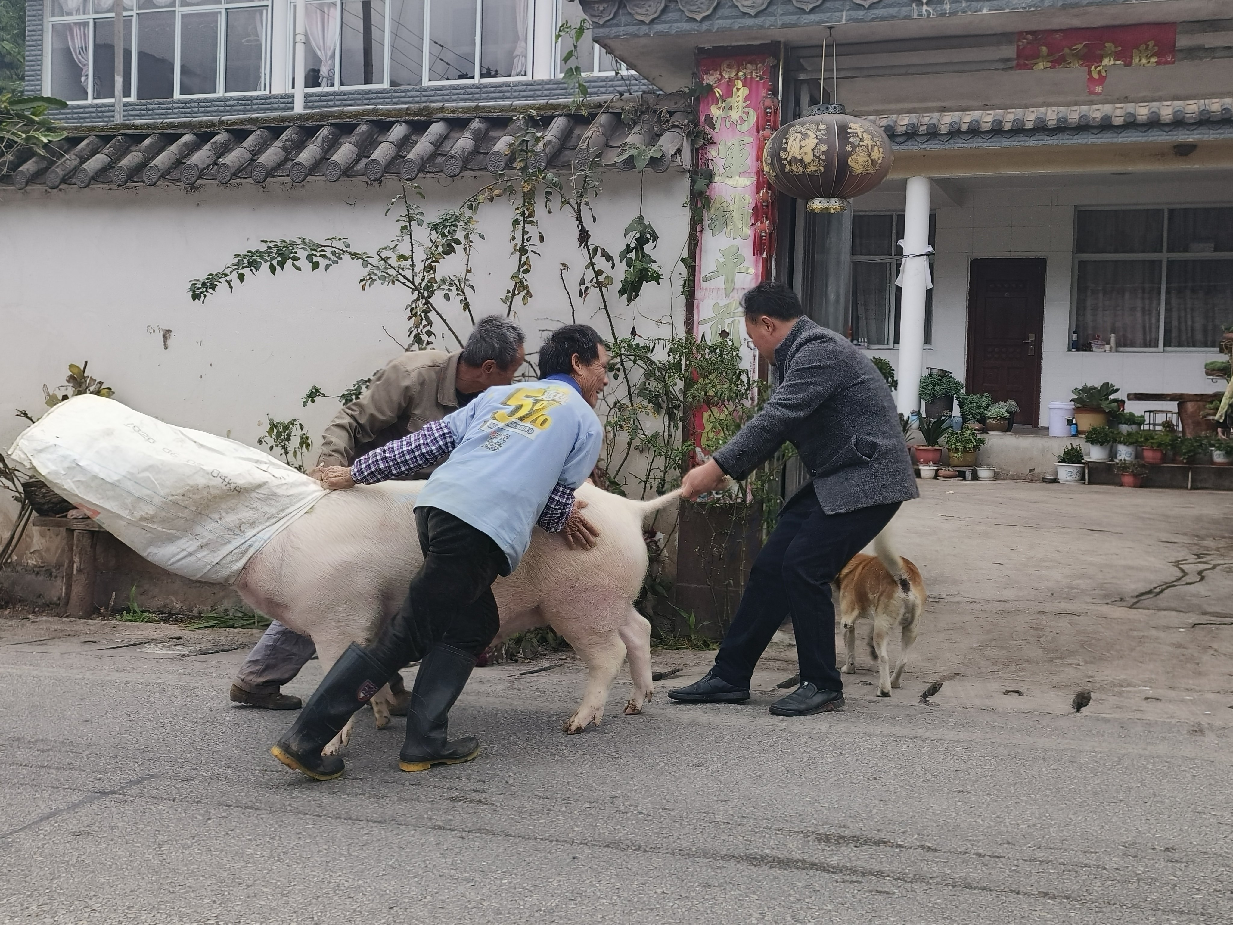 云南宁洱村里的年味——"杀猪饭"