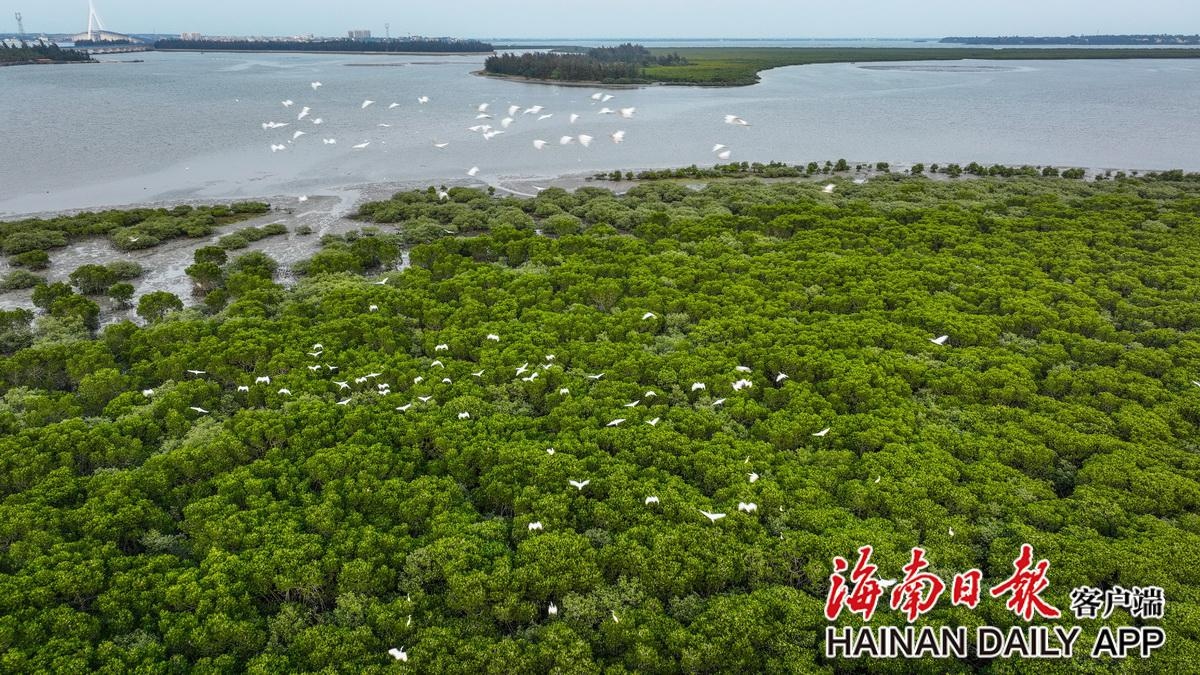 组图|海口东寨港红树林生态修复显成效:树绿水清鸟翩跹