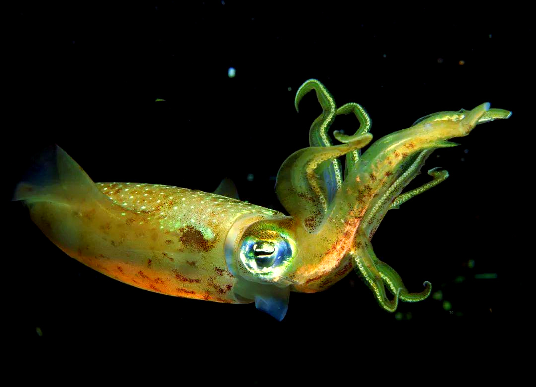 探索乌贼的奇妙世界:一种会吐墨汁的软体动物