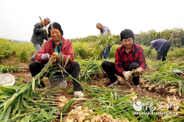 扶風縣絳帳鎮遠將村:生薑種出致富路