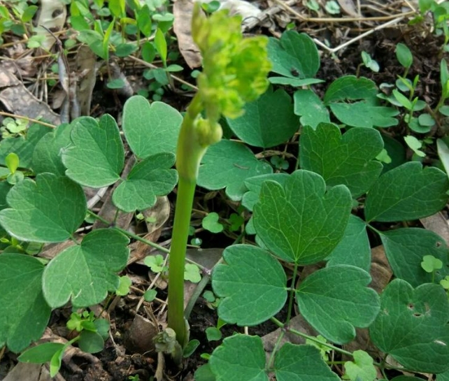 非常高端的山野菜