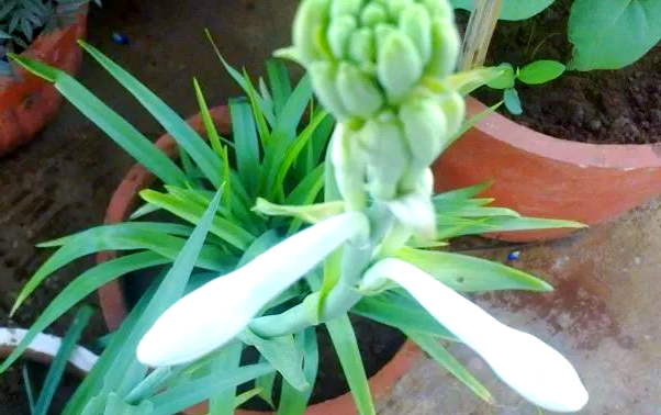 在偏南地区,当晚香玉的叶子出现枯萎时,我们应适时将其剪除,同时让