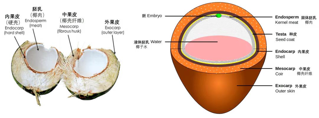 椰子解剖图图片