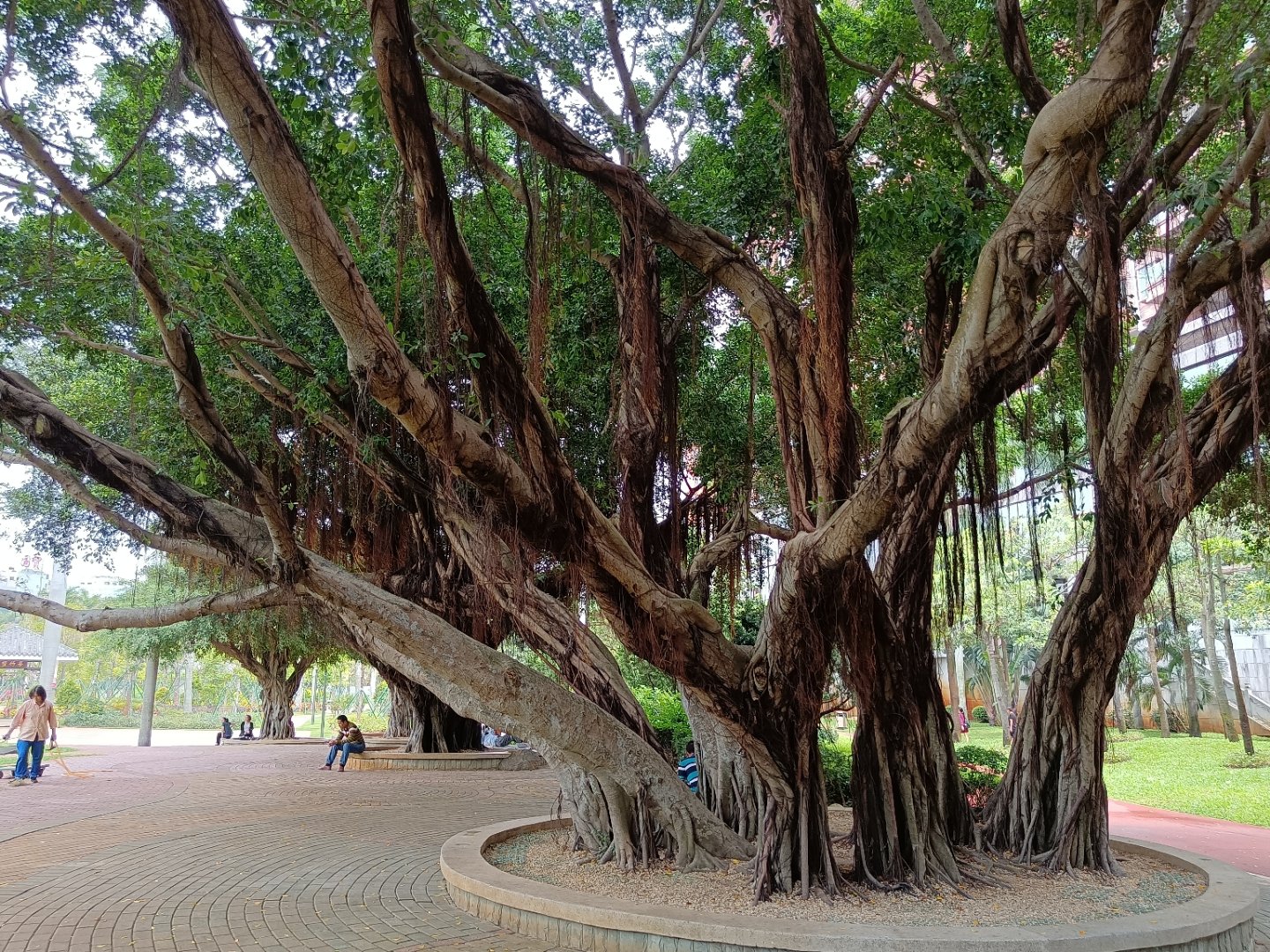 广东:林木葱葱,湖光悠悠,湛江霞湖公园的美丽清晨