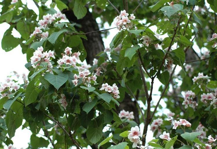 才貌双全,百木之王——楸树