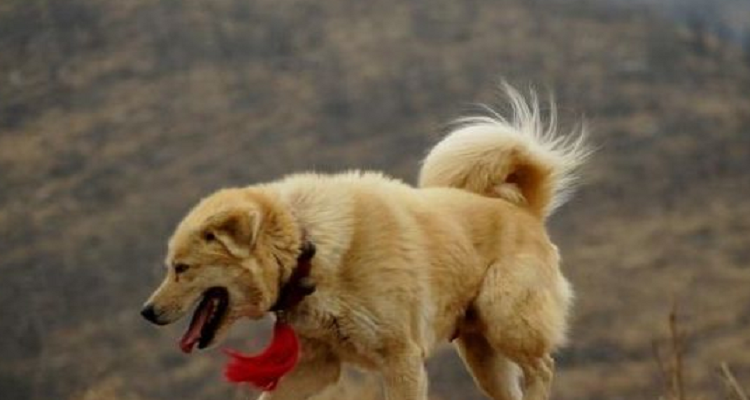 太行犬和東北笨狗區別