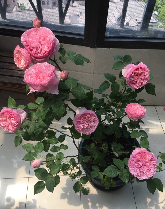 月季花界的"仙女"—凯丽,又美又仙,清香四溢,阳台盆栽也可以