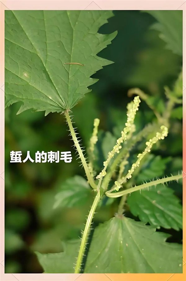 荨麻疹、荨麻：都是“荨” 读音居然不一样！