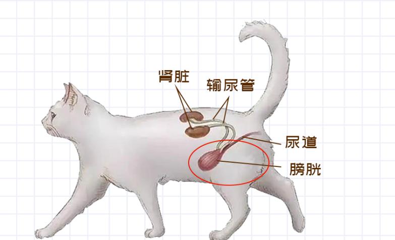 猫咪尿道正常图片图片