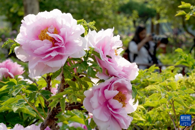 河北柏乡:牡丹似锦迎客来