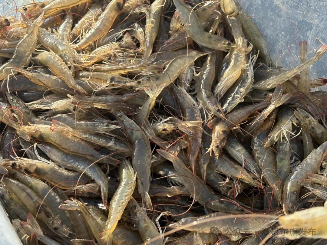 准格尔旗南美白对虾鲜活上市!