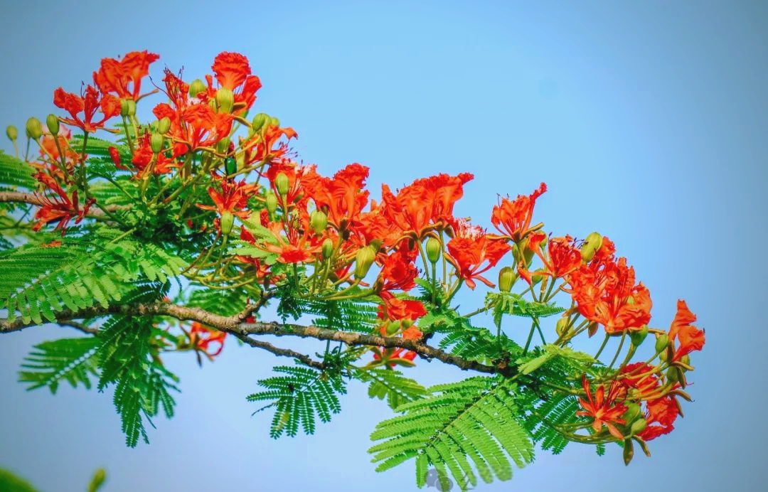 五月,凤凰花盛开之际