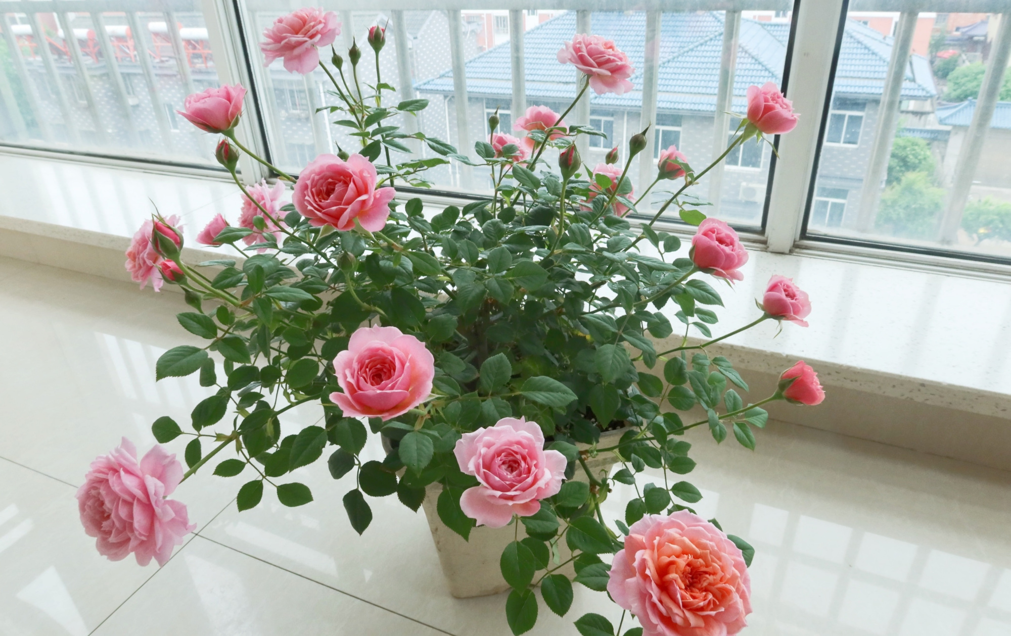 阳台党爱养的盆栽花—铃之妖精,又美又仙,浓香四溢,月月能赏花