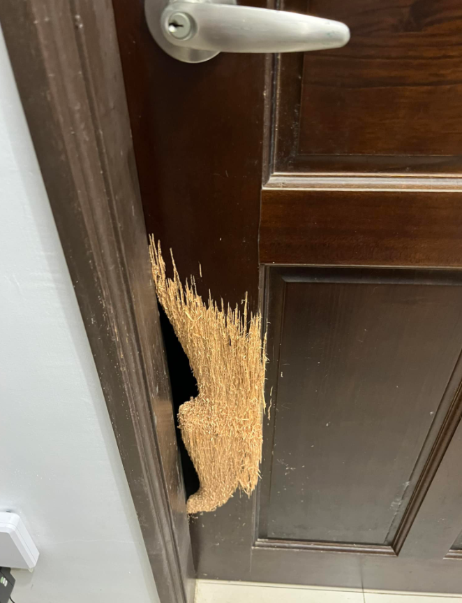 猫咪用了8年时间，证明家里的门真的是实木做的