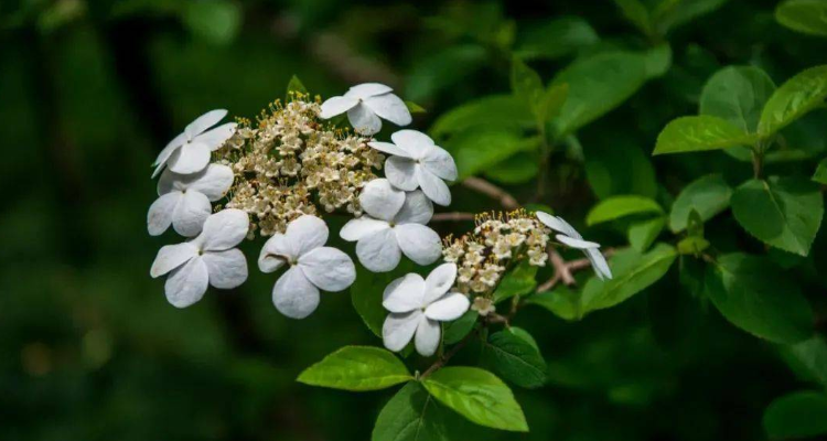 琼花的寓意(琼花象征着什么)