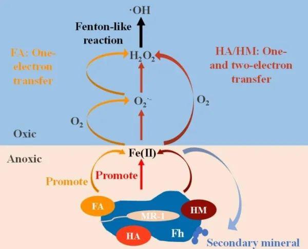 土壤有机质介导羟基自由基产生机理研究取得进展