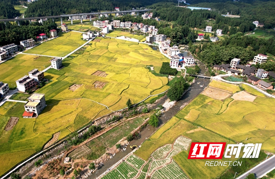 隆回金石桥镇:田园秋色美如画