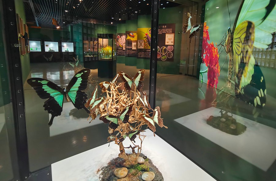 《虫生》昆虫主题展在呼和浩特开展