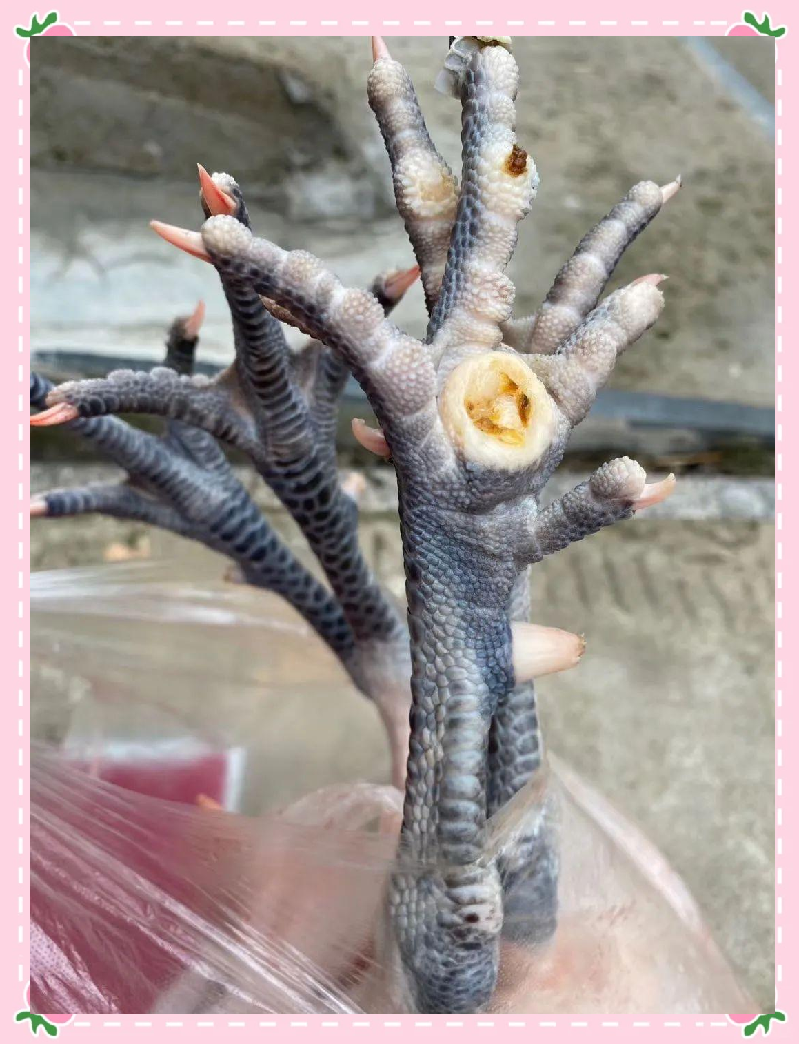 探索公鸡年龄的秘密:鸡蹬爪的多样性与应用