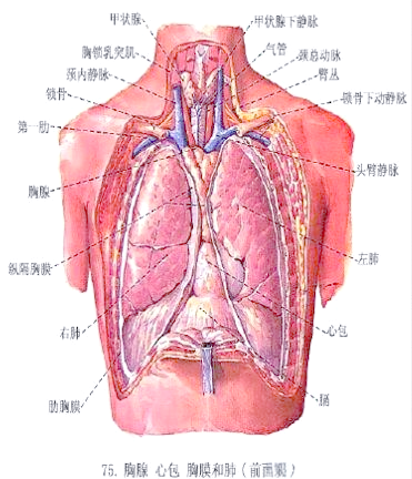 胸腺的重要性与位置解析:健康守护者的奥秘