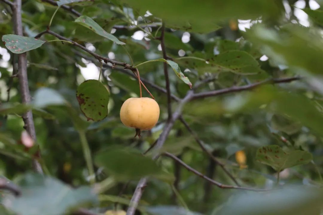 "棠"字本义指雄株的树木,即开花而不结实的树木(东汉·许慎《说文解字