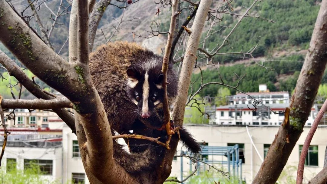 国家二级保护动物花面狸误入营区被困,"蓝朋友"及时救助放归
