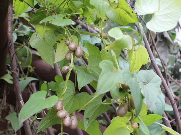 山药藤修剪秘籍:巧手塑造健康植株,丰收在望