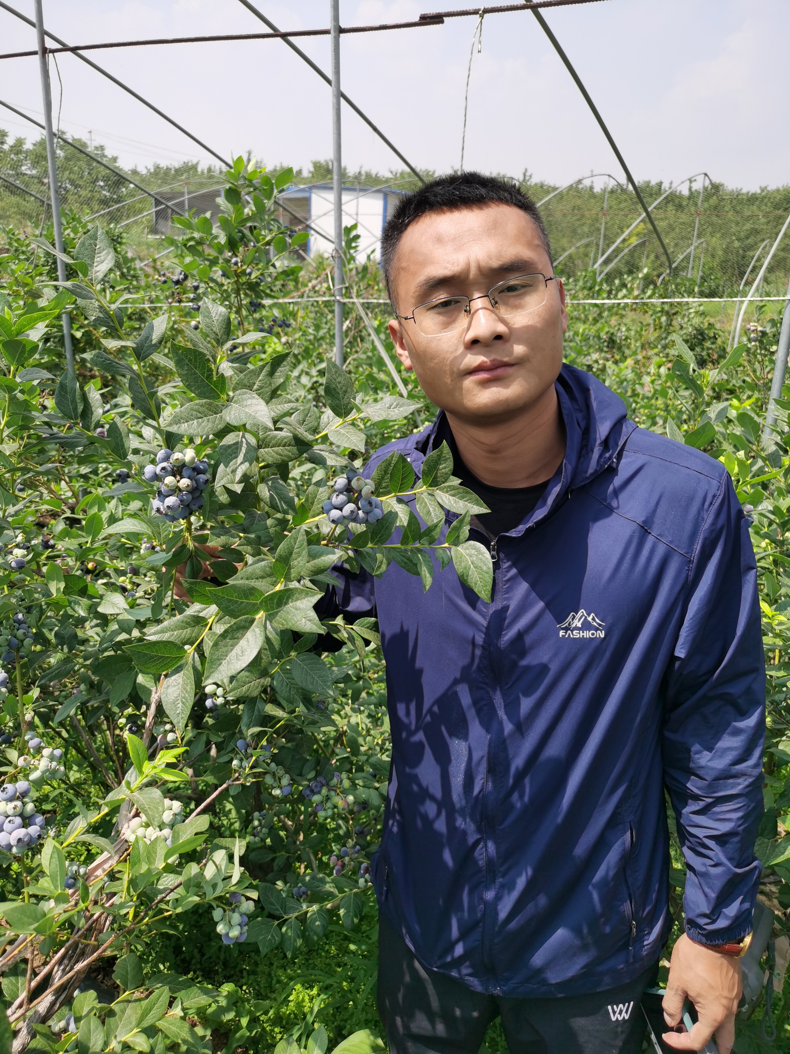 法新藍莓苗栽植技術 2年生法新藍莓苗價格