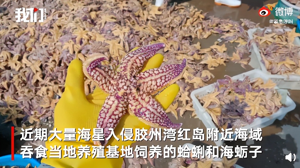 1天1条船能捞四五千斤,青岛胶州湾海星泛滥,撕成几块也能复活