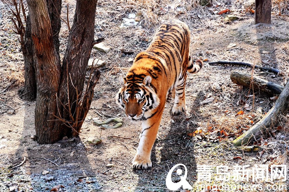农历虎年将到 为定居青岛兽中王拍个近照给你看