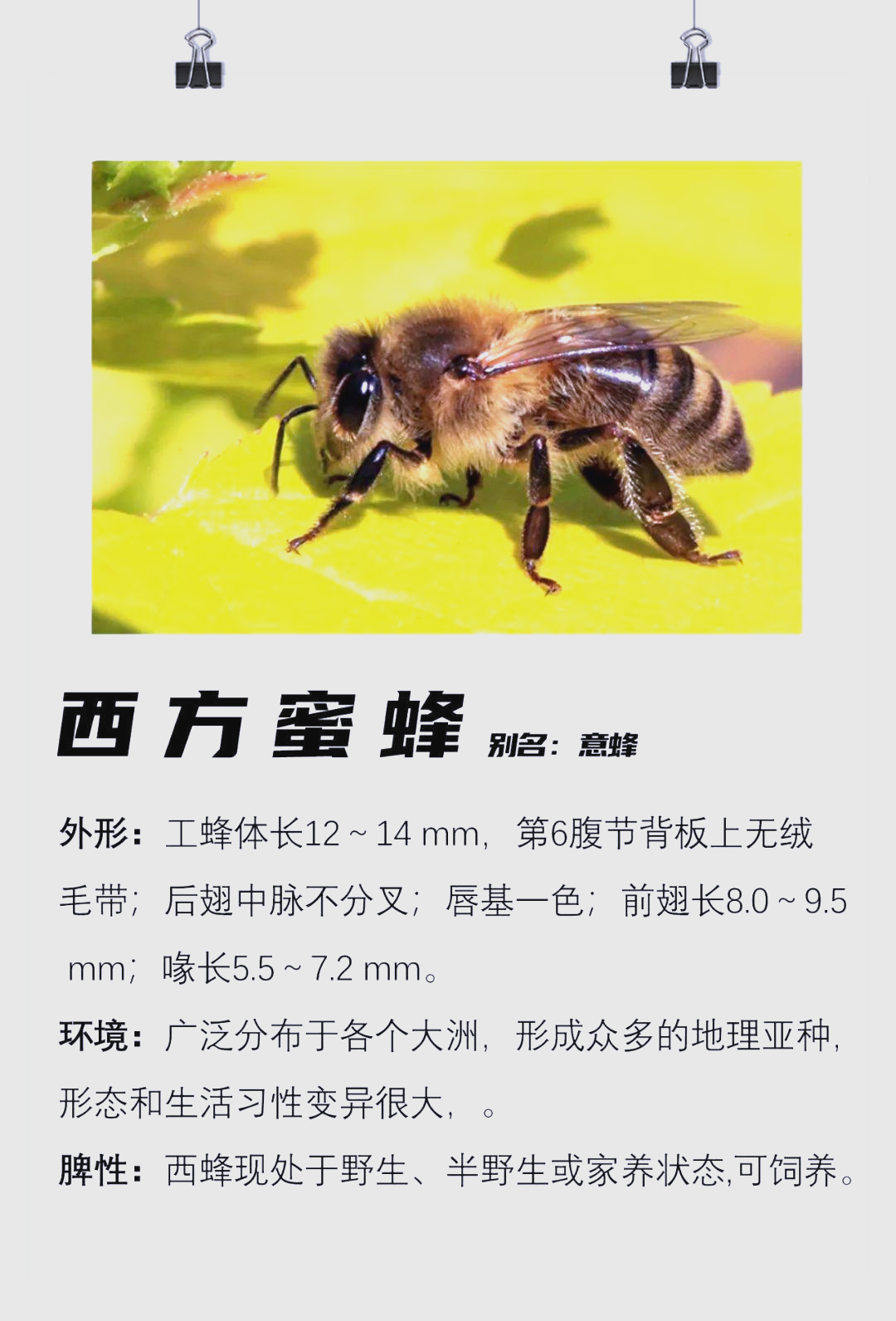 世界多种蜜蜂介绍及分布情况概览