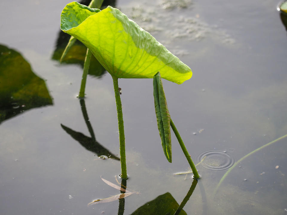 大明湖初夏画卷:荷叶尖尖,水鸟翩跹