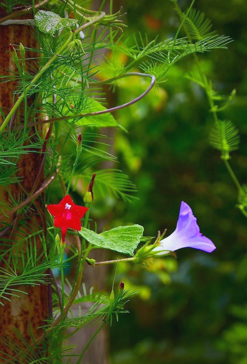 夕颜花与牵牛花的全面对比:特点与分布