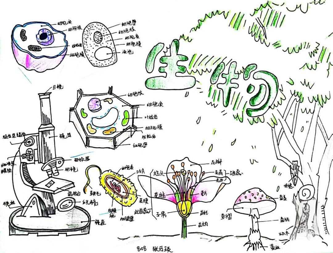 在中考的脚步声日益临近之际,我们初中两年的生物学习旅程也即将画上