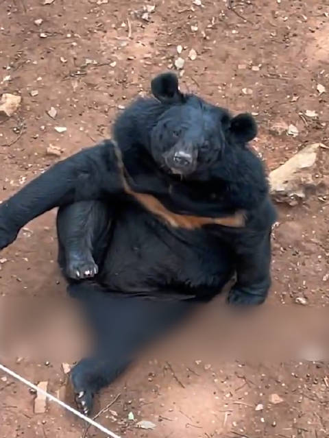 动物园黑熊躺平翘二郎腿 熊生活得潇洒大概就是这个样子了