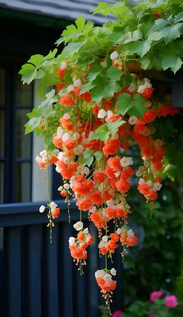 唯美壁纸〡唯美治愈,以前鲜花是礼物,现在鲜花是生活