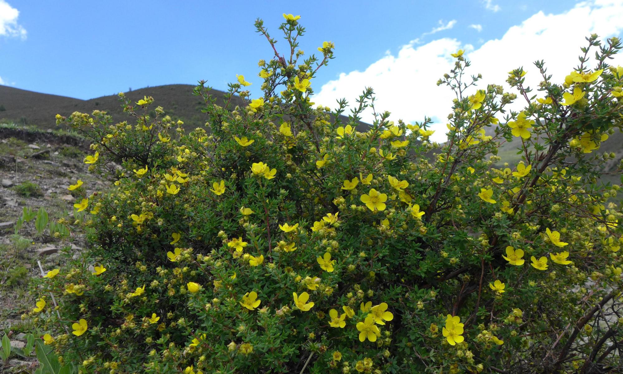 拉萨市的市花——金露梅