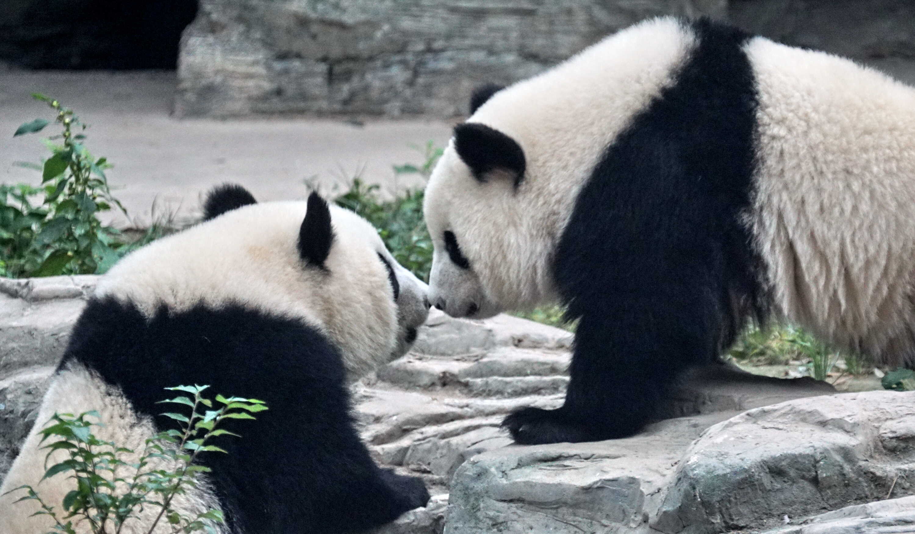 人见人爱 大熊猫可爱背后蕴藏着什么密码?