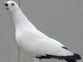 铁翅,俄罗斯国鸟,产自我国!