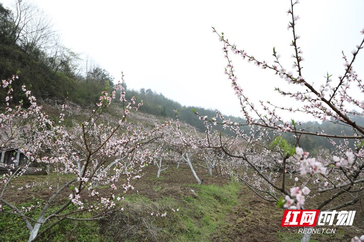 桑植县瑞塔铺镇:这处"桃花源"藏于"深闺"待人识